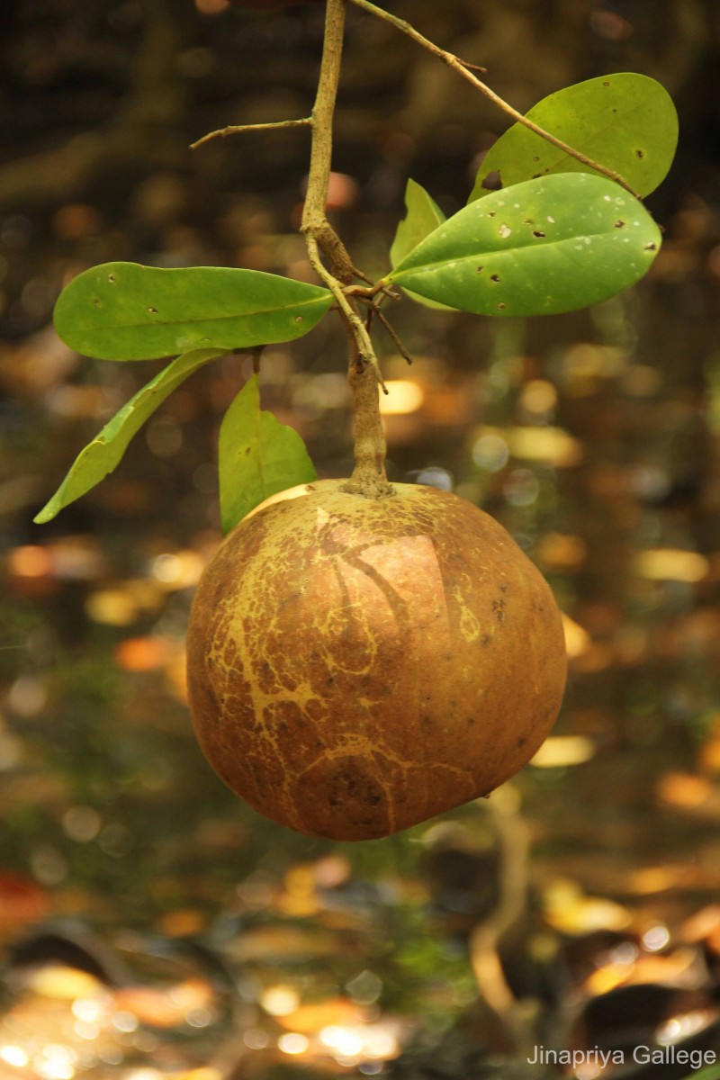 Xylocarpus granatum J.Koenig